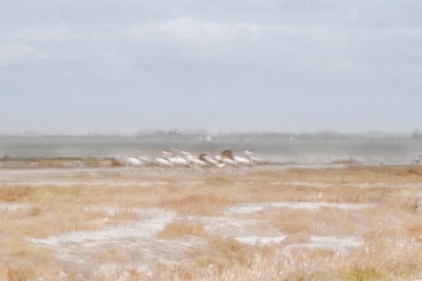 Chevauchée flou en Camargue — Photographie d'art par Boris Molinier