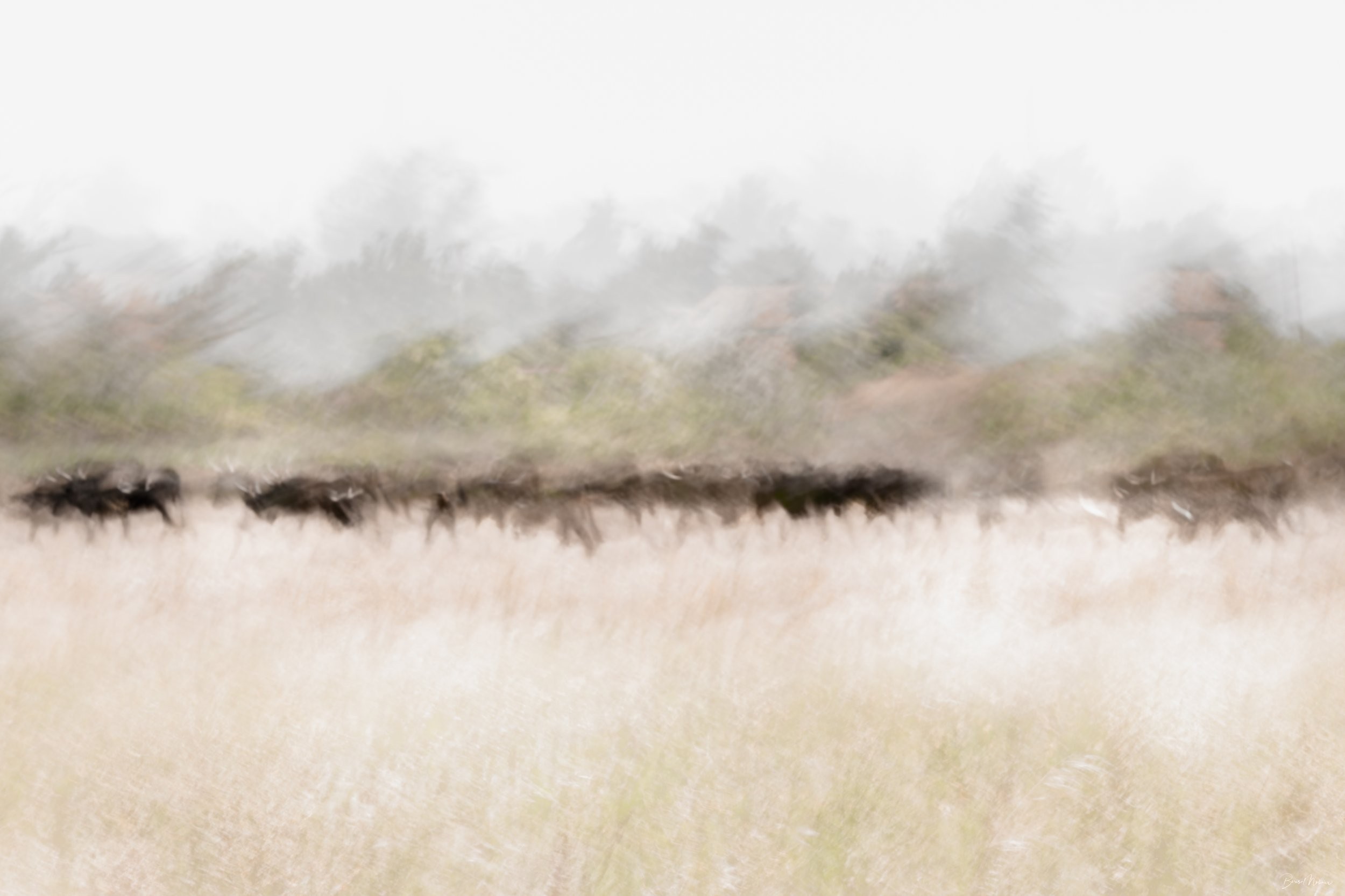 La danse des taureaux — Photographie d'art par Boris Molinier