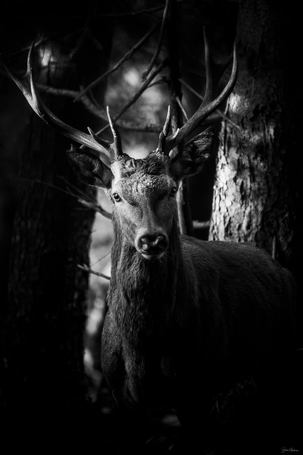 Le Cerf : Symbole de grâce et de puissance — Photographie d'art par Boris Molinier