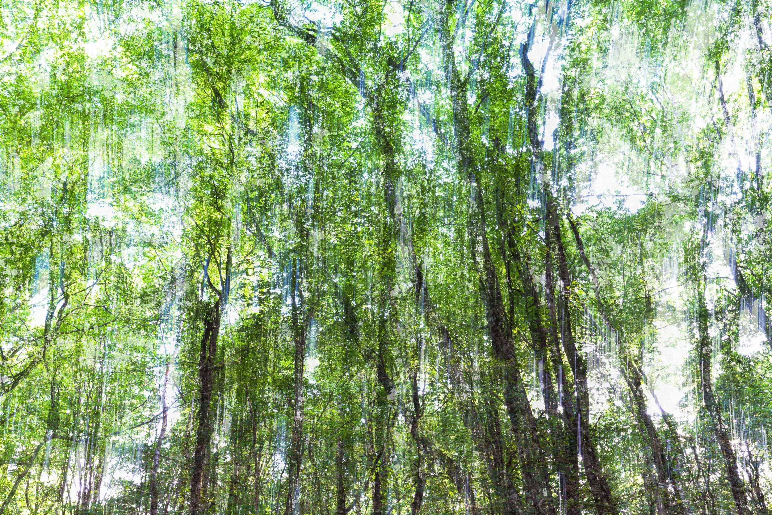 Le murmure des arbres — Photographie d'art par Boris Molinier