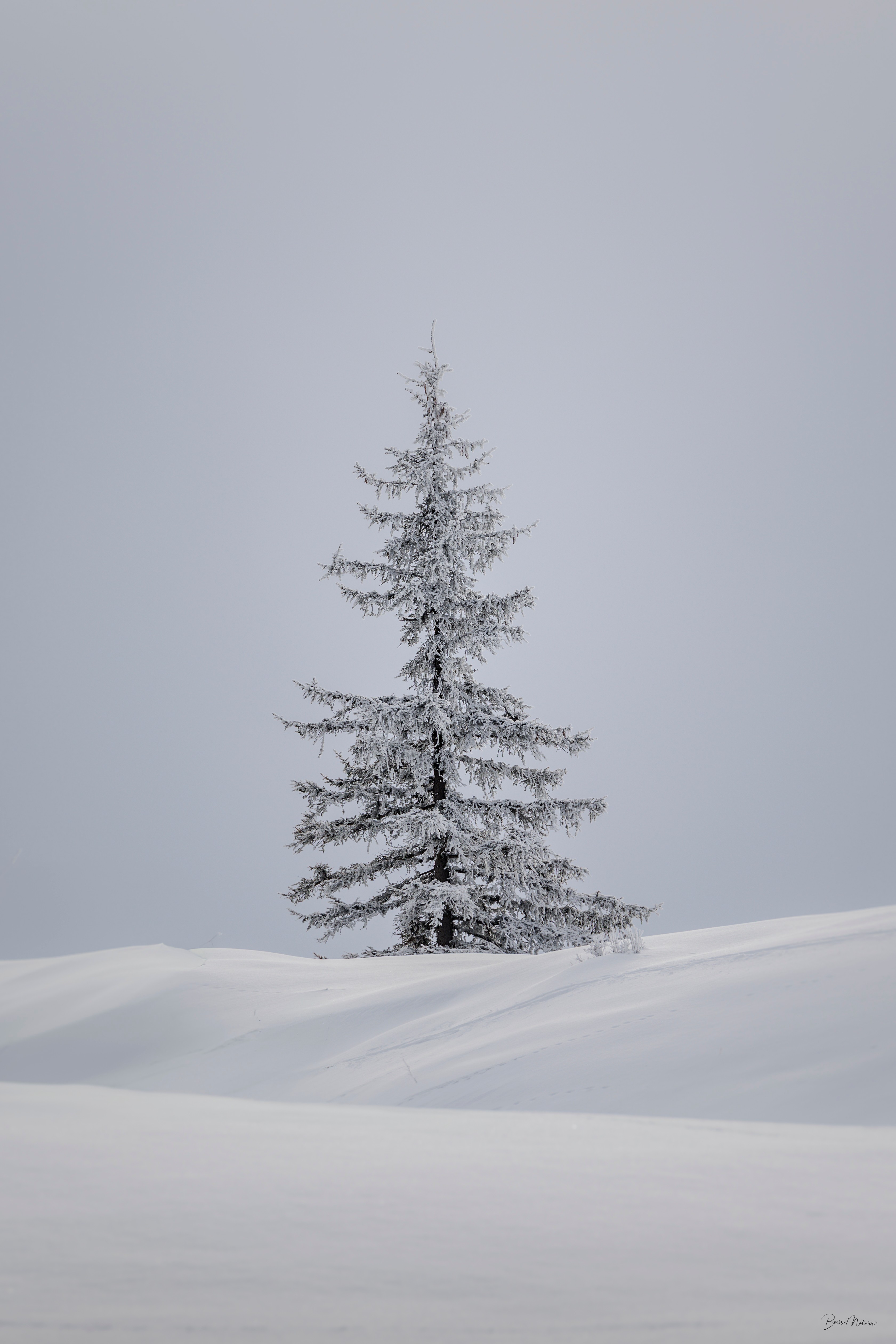Le Sapin — Photographie d'art par Boris Molinier