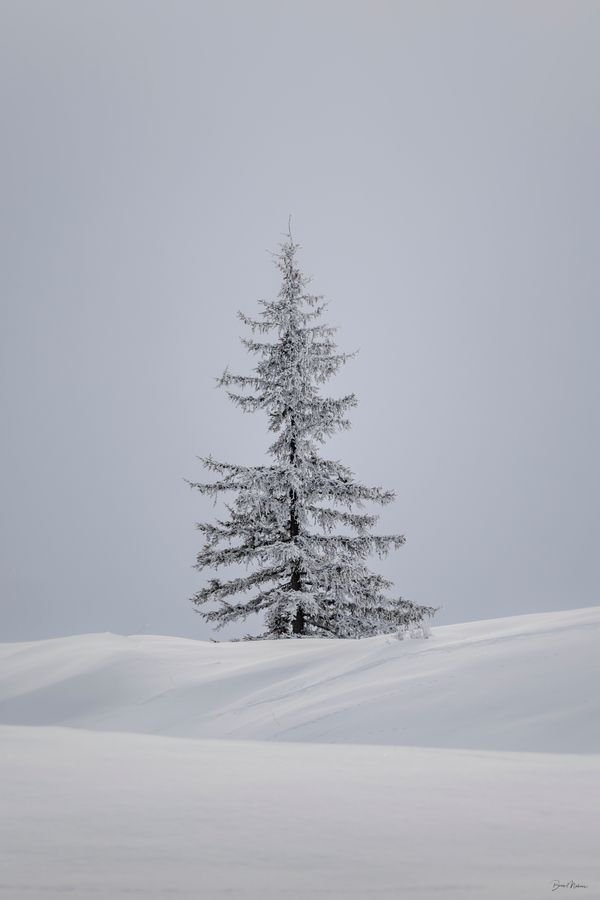 Le Sapin — Photographie d'art par Boris Molinier
