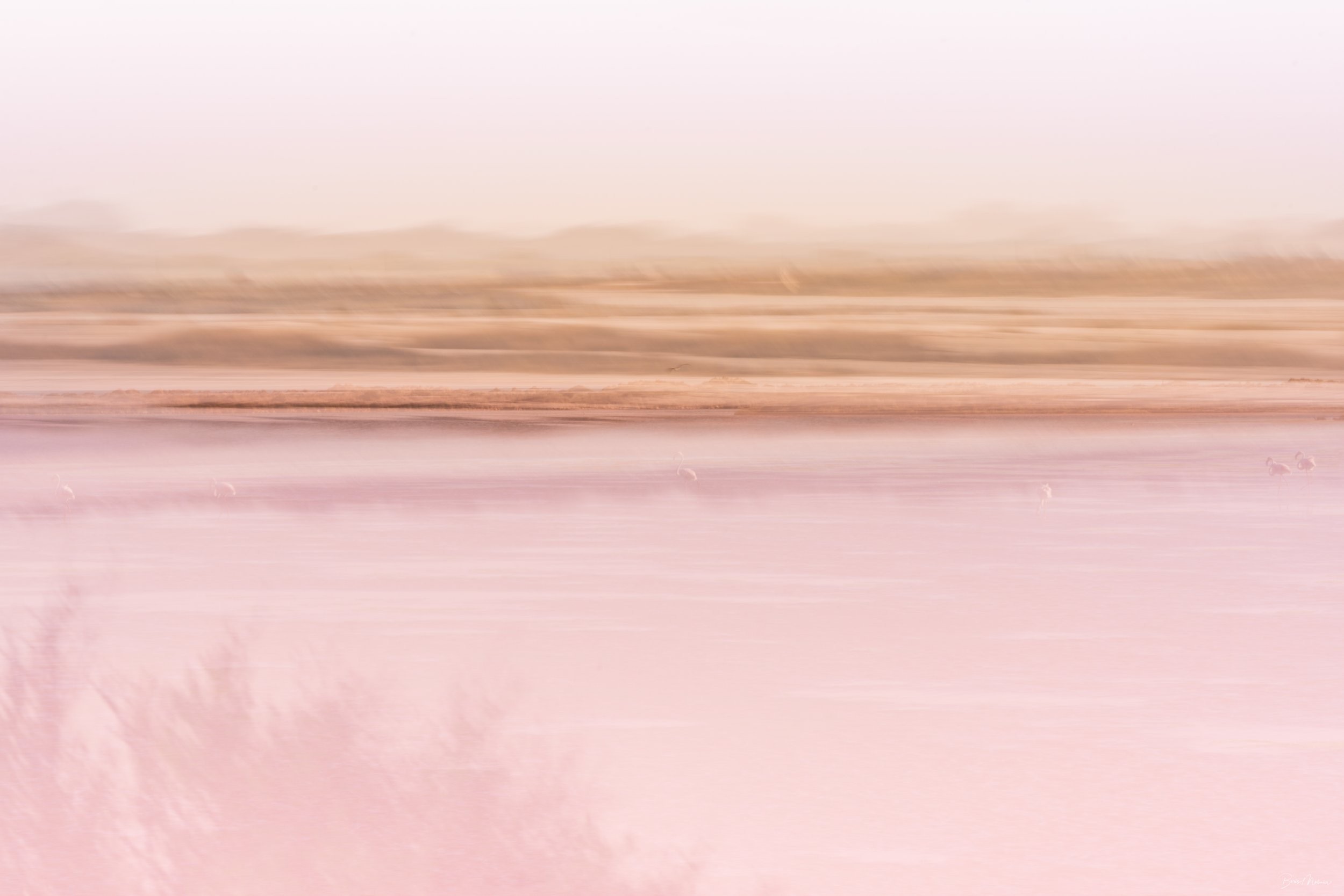 Les Rois de la Lagune — Photographie d'art par Boris Molinier