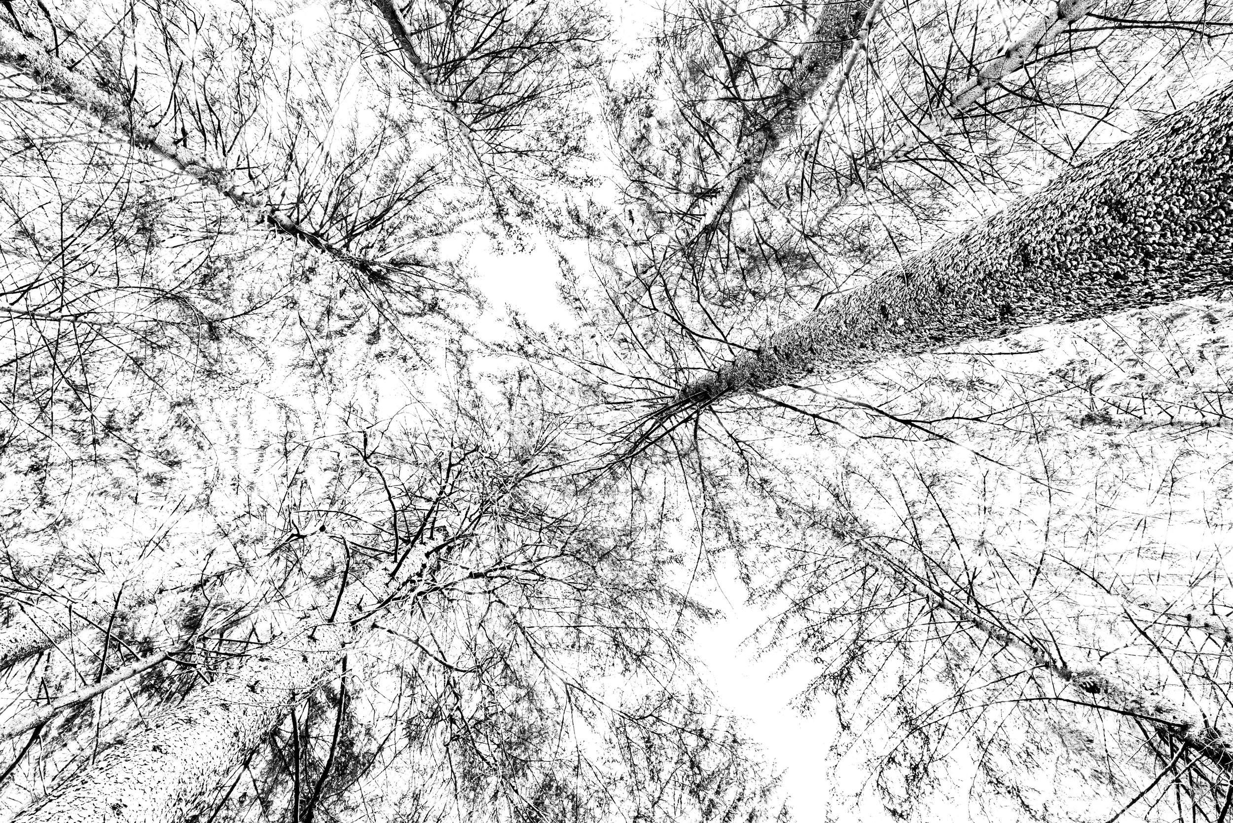 Racines de l'espérance — Photographie d'art par Boris Molinier