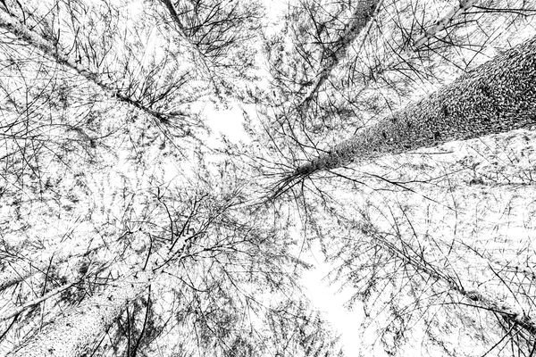 Racines de l'espérance — Photographie d'art par Boris Molinier