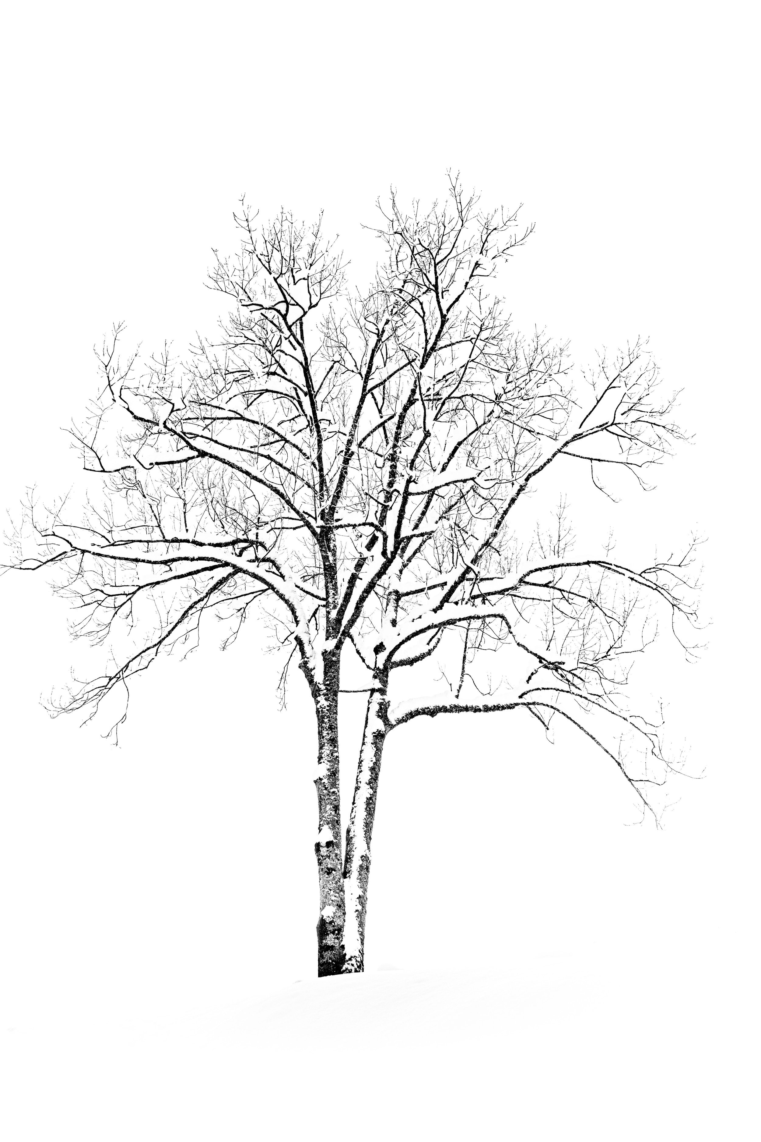 Solitude hivernale — Photographie d'art par Boris Molinier